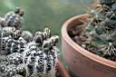 GYMNOCALYCIUM BRUCHII_FIORI.jpg